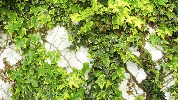 Una pared cubierta de plantas de hiedra verde.