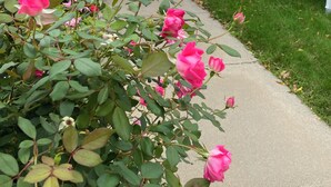 A pathway lined with pink roses leading to a white house with a bench. - The Taber Inne & Suites (Mystic)