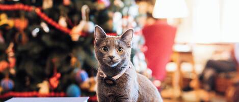 A cat sitting on a stack of books in front of a Christmas tree.