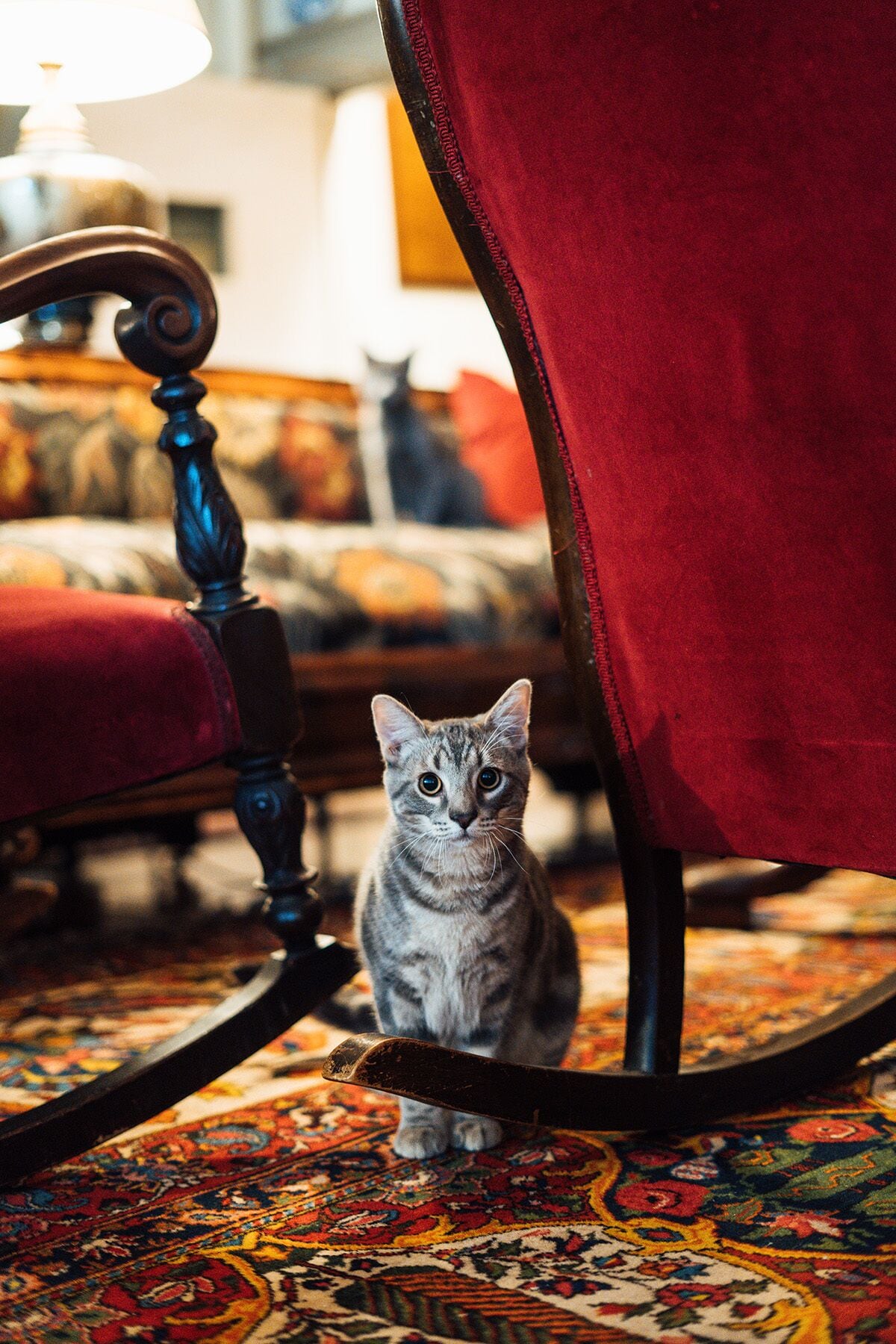 Un chat est assis sur un tapis à motifs dans une pièce où l’on aperçoit une chaise rouge et une lampe à l’arrière-plan.