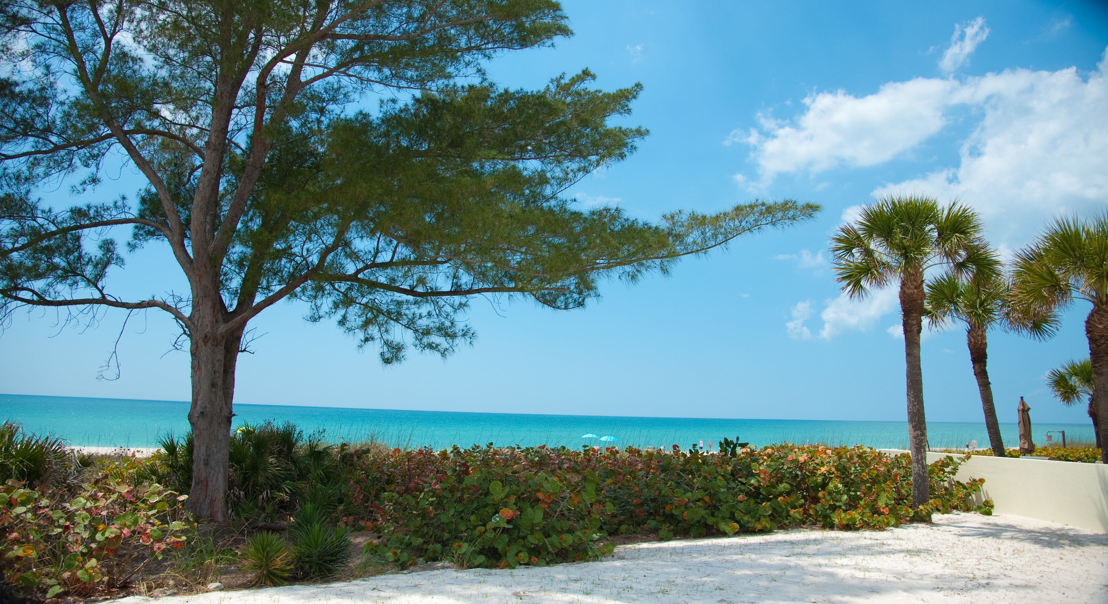 A beach with a large tree, palm trees, and a clear blue sky.