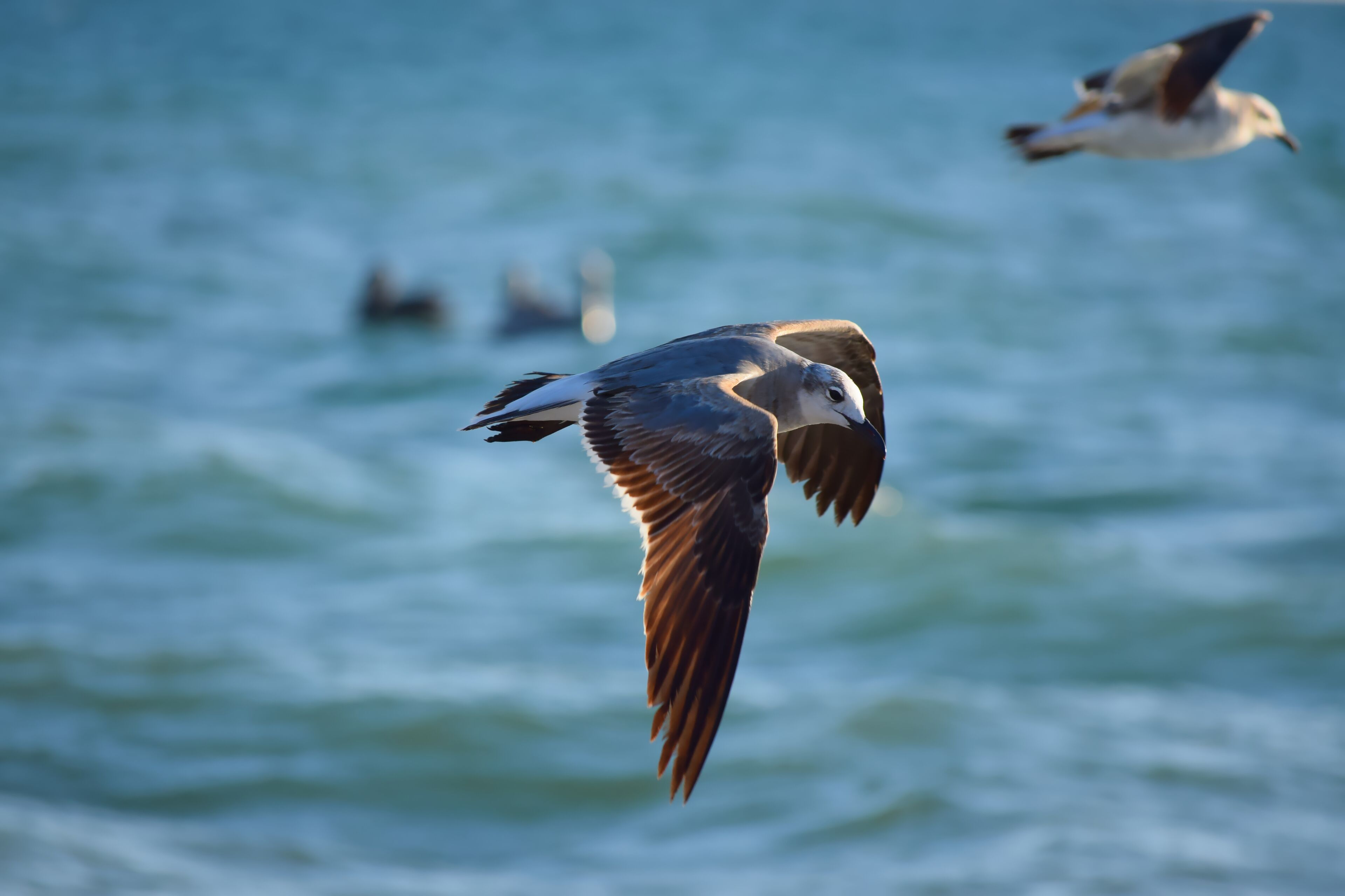 Foto - Casey Key Resorts - Beachfront
