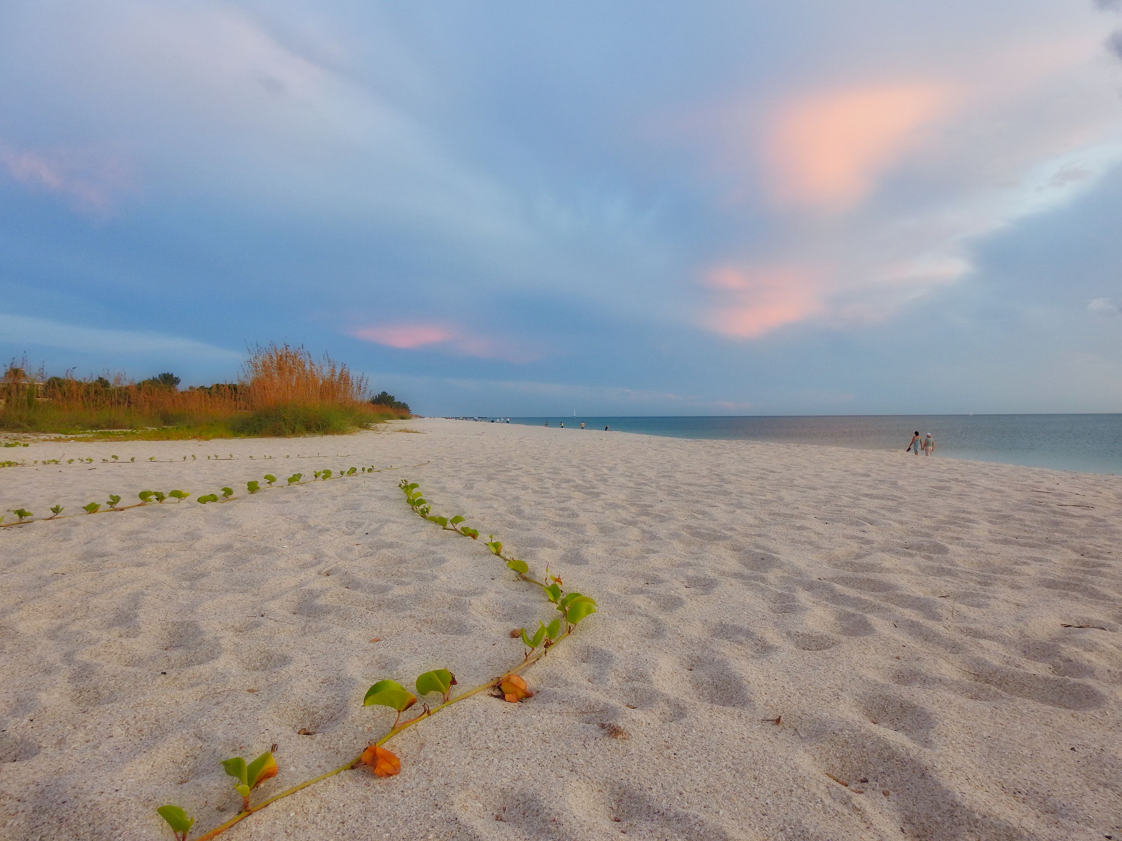 Una playa arenosa con una planta en primer plano y algunas personas a lo lejos.