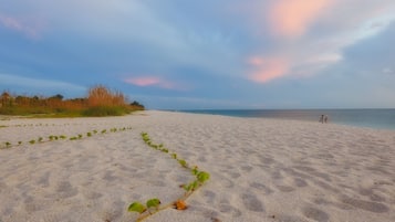 Una playa arenosa con una planta en primer plano y algunas personas a lo lejos.