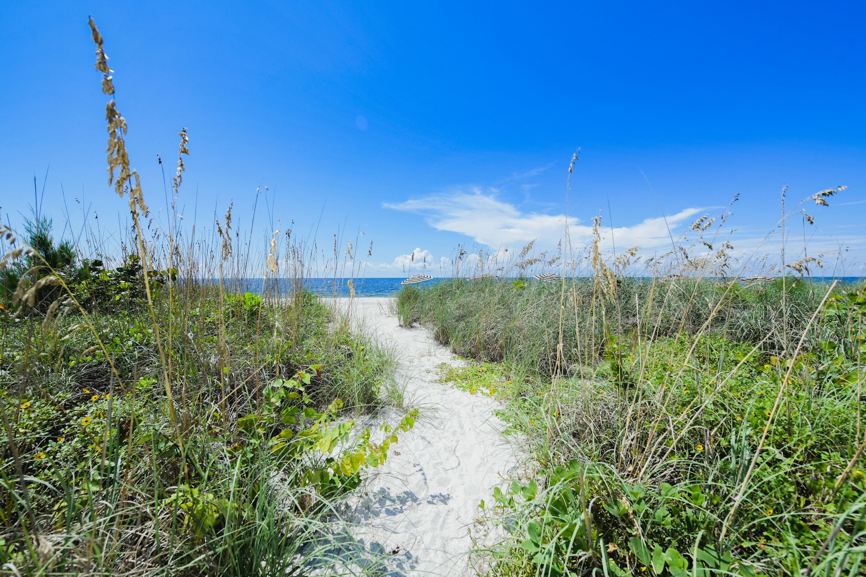 A sandy path leading to a beach with tall grasses and a clear blue sky.