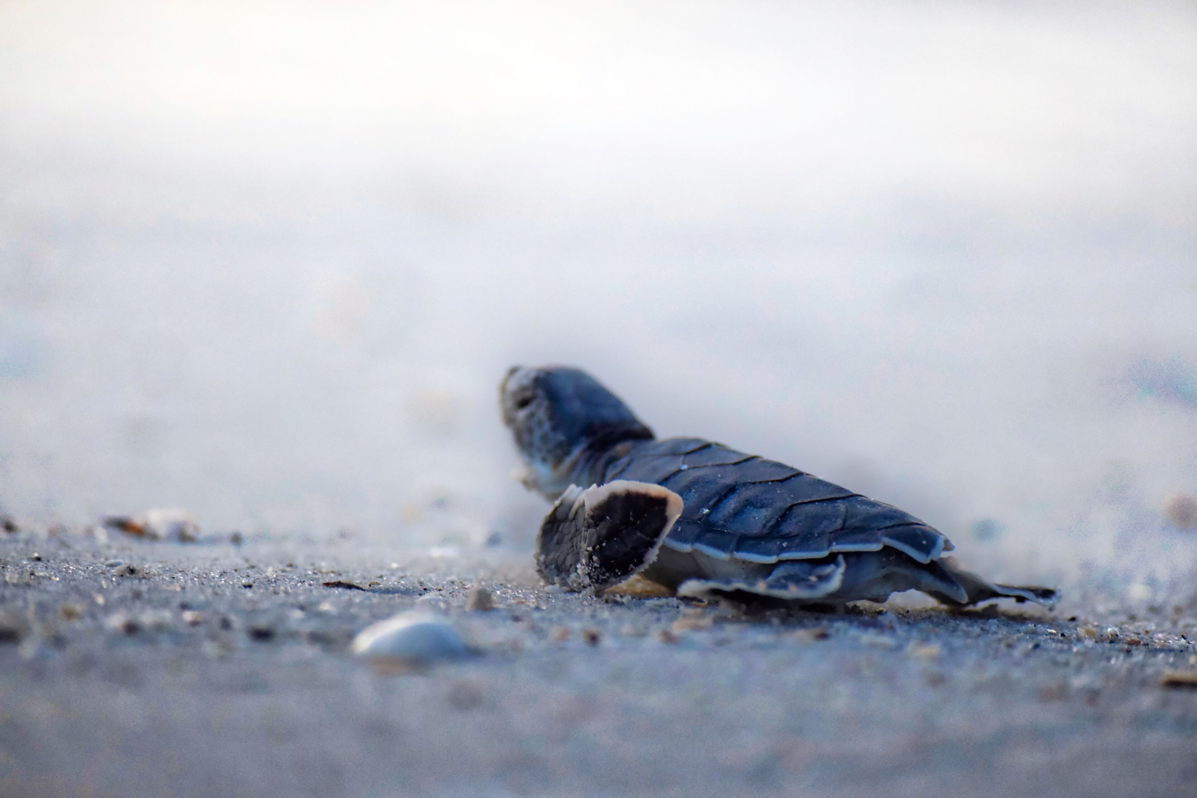 Foto - Casey Key Resorts - Beachfront