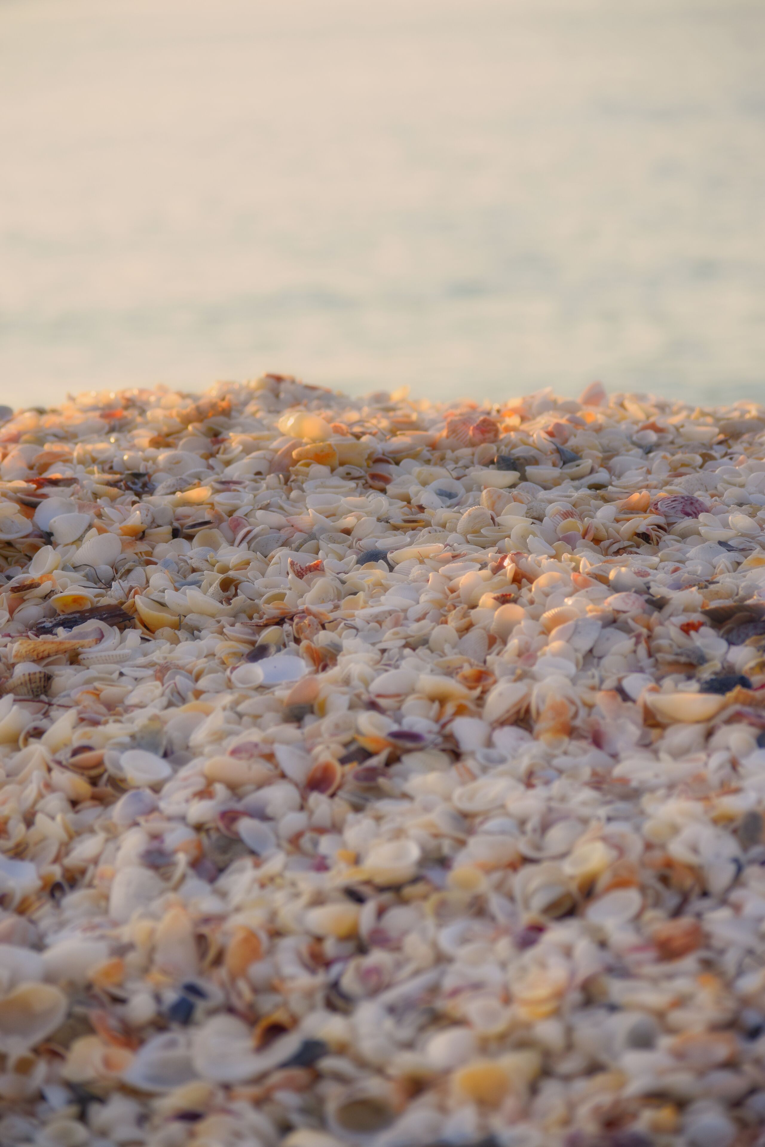Une vue rapprochée d’une plage où l’on peut voir de nombreux coquillages dispersés sur le sable.