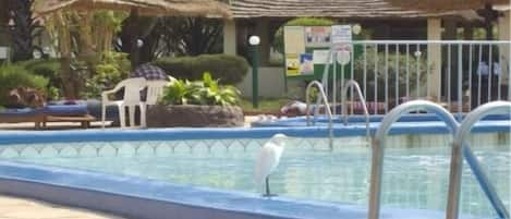 Outdoor pool, pool umbrellas, sun loungers