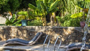 Un área de piscina con sillones de descanso, un muro de piedra y abundante vegetación.