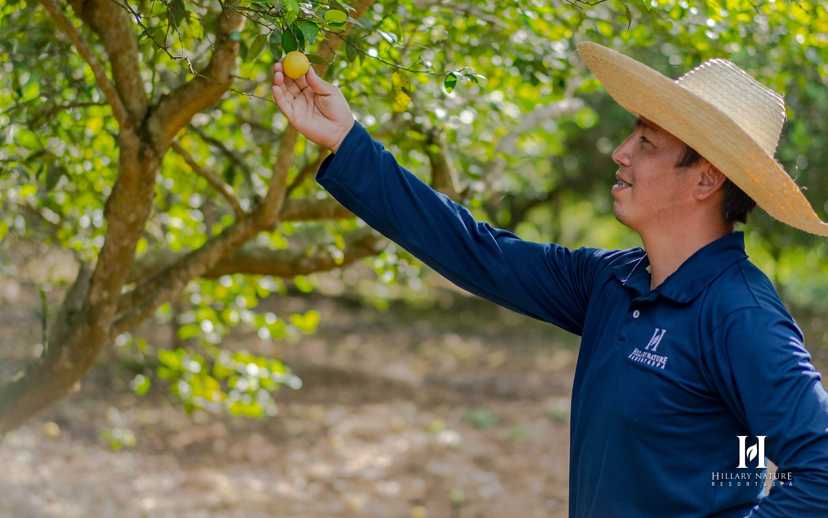 Una persona con camisa azul y sombrero de paja alcanzando una fruta de un árbol.