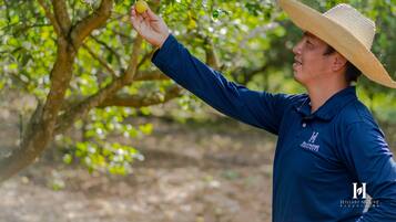 Una persona con camisa azul y sombrero de paja alcanzando una fruta de un árbol.