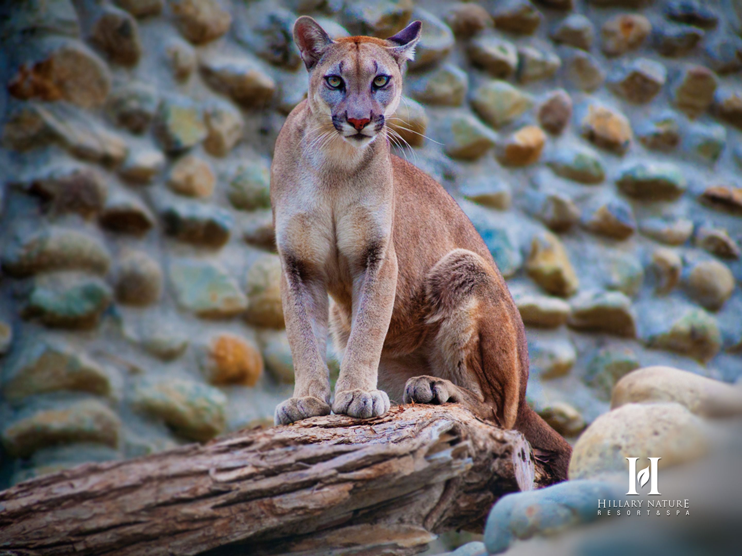 Un puma sentado sobre un tronco con un fondo rocoso.