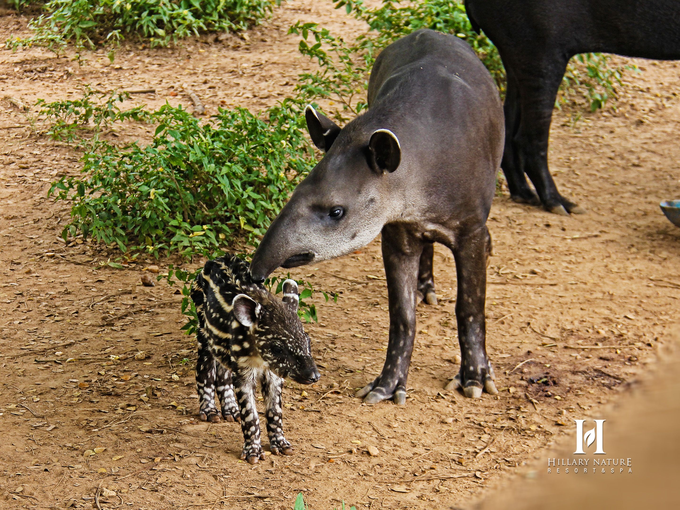 A baby tapir with its mother in a natural setting.