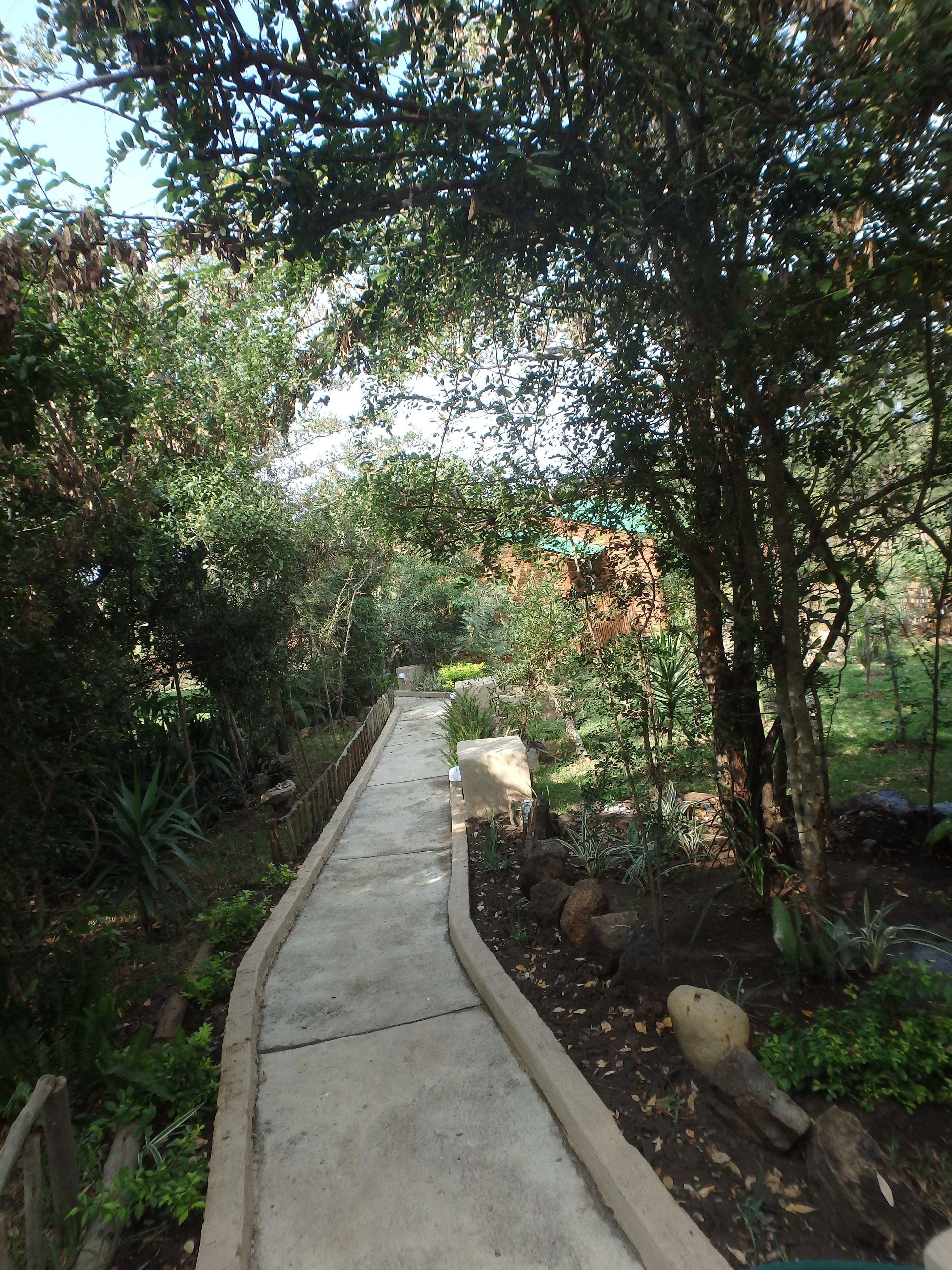 A concrete pathway flanked by dense foliage and rocks, leading through a lush garden area.
