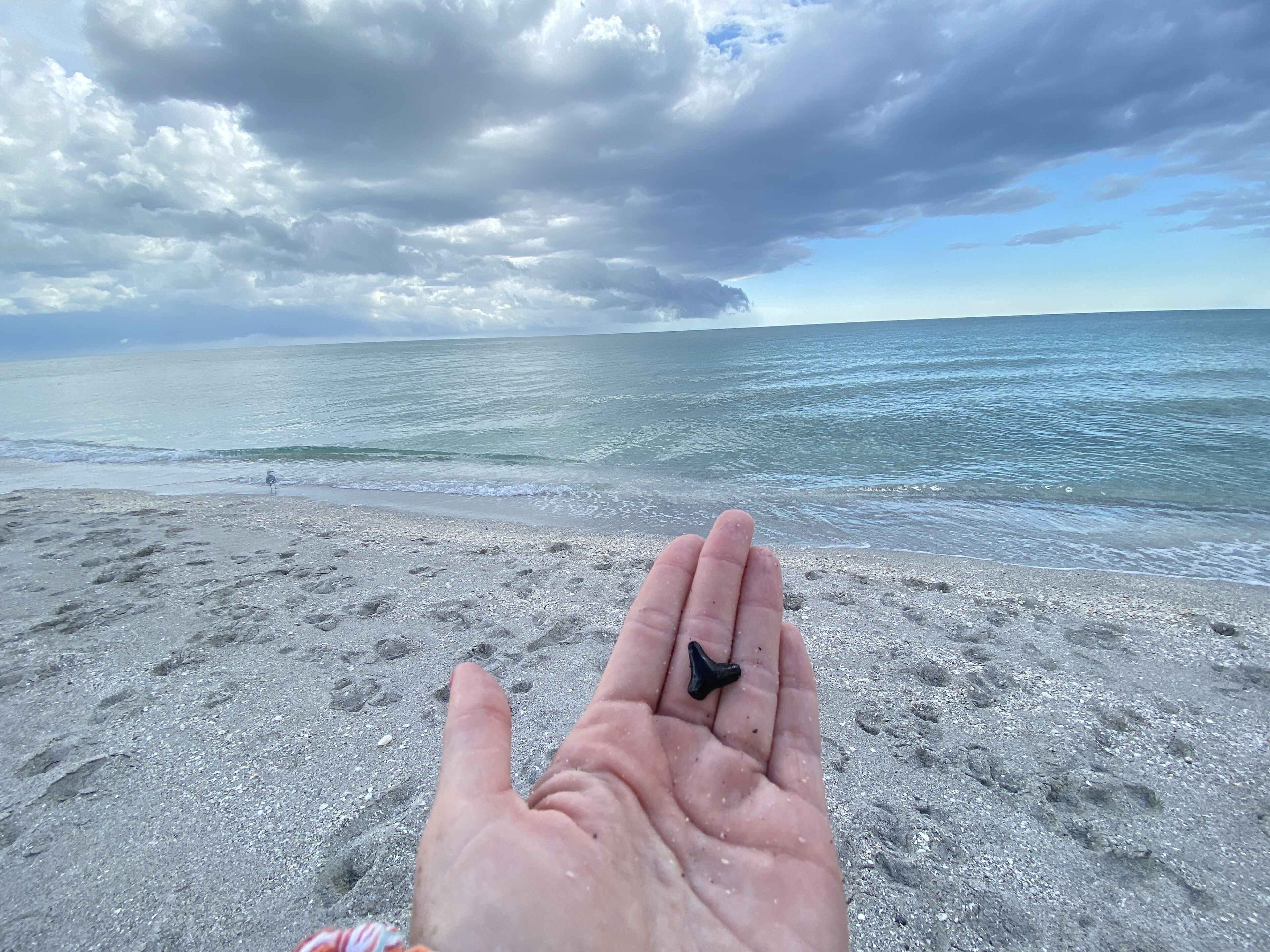 Eine Hand hält ein kleines, schwarzes Objekt an einem sandigen Strand. Im Hintergrund sind Ozean und bewölkter Himmel zu sehen.