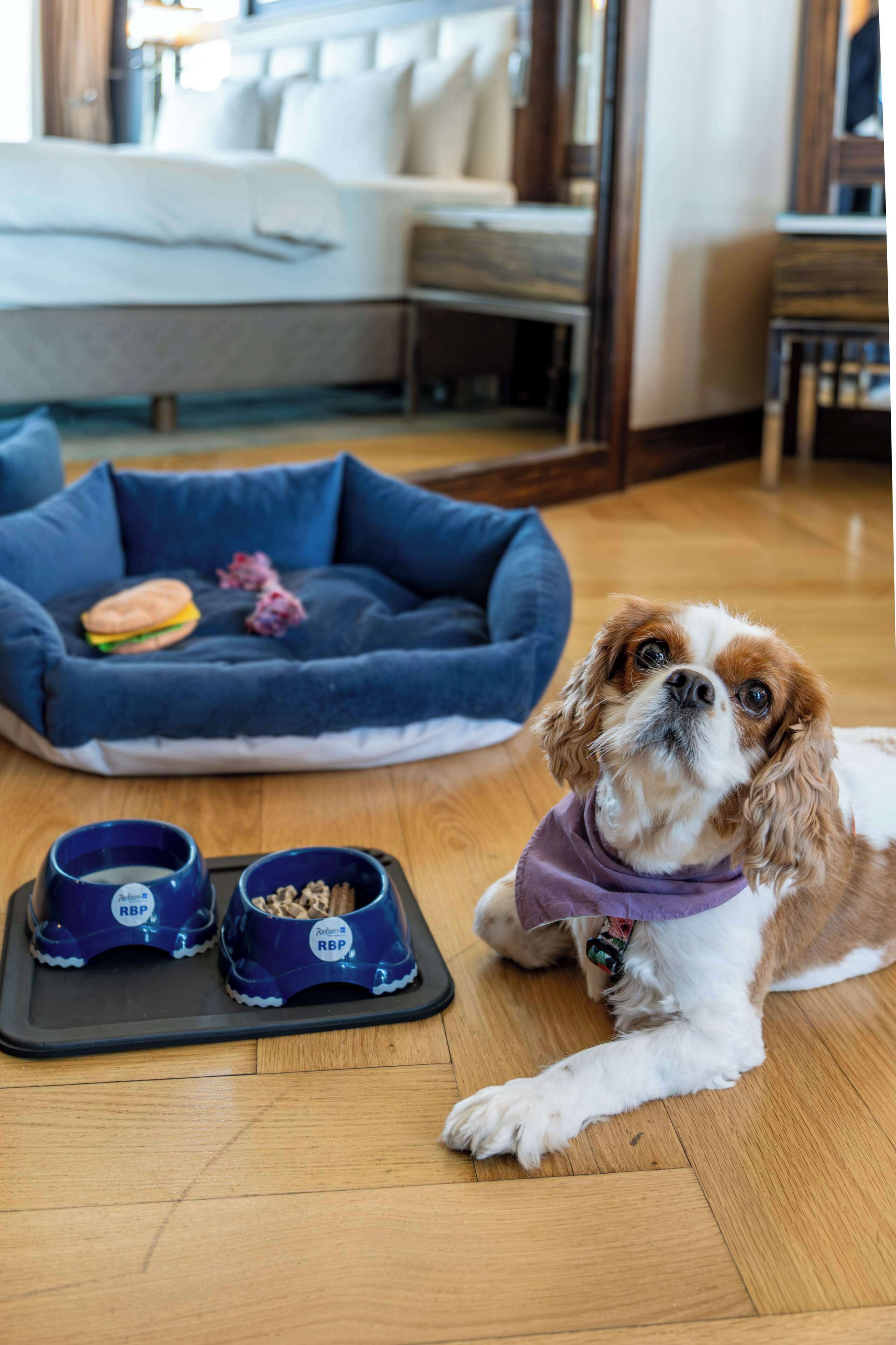 A dog bed with a toy and food bowls on a wooden floor.