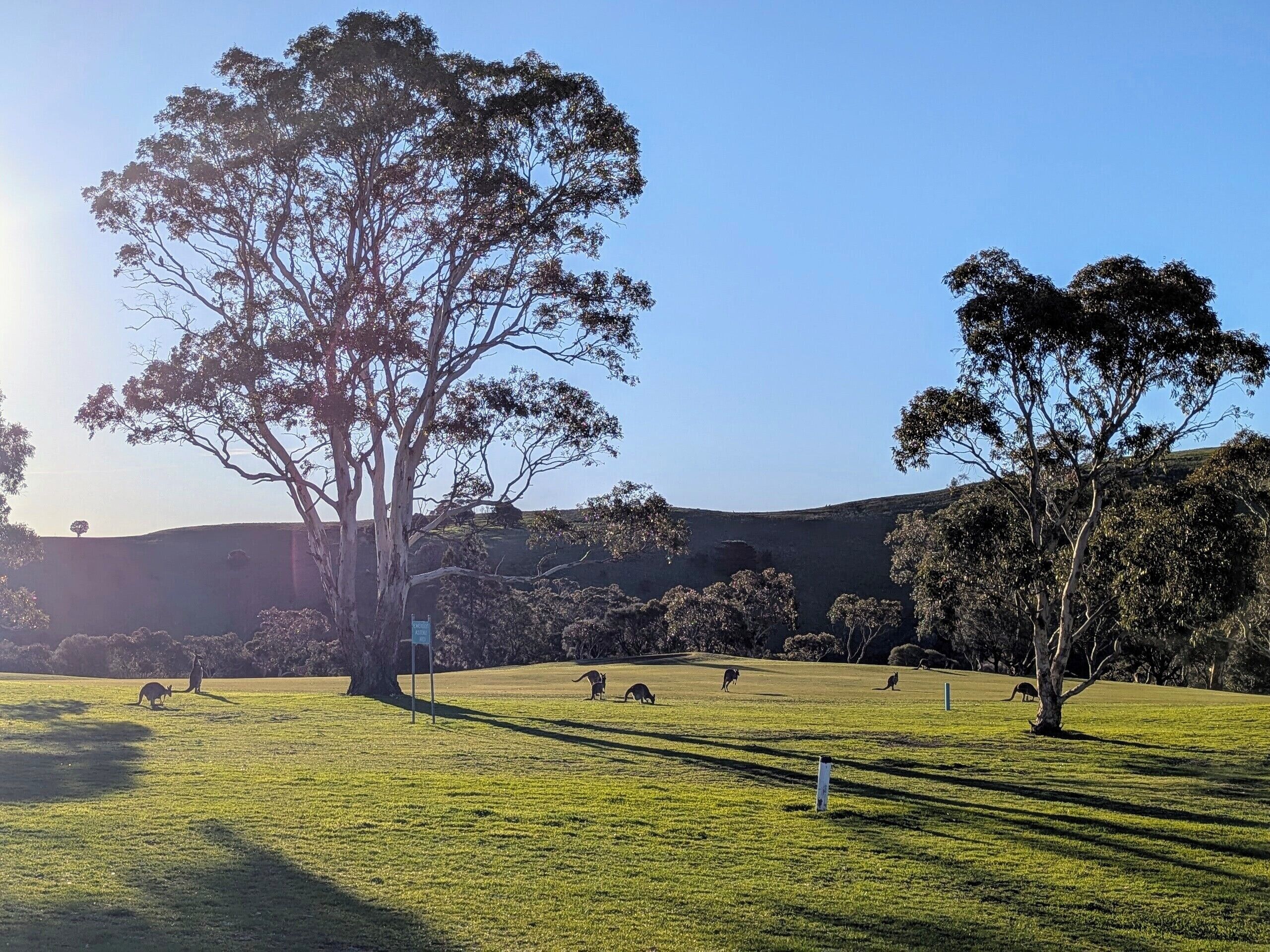 A grassy field with trees and a clear sky.