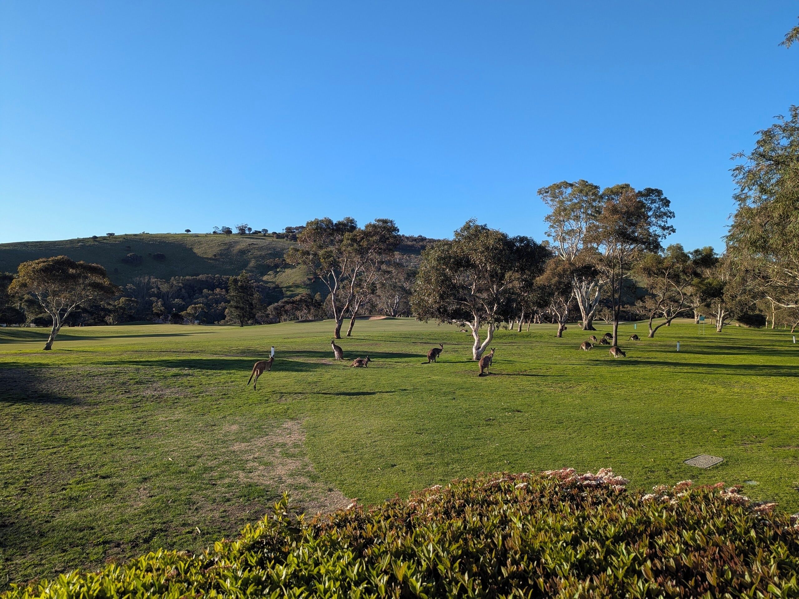 A grassy field with trees and a hill in the background.