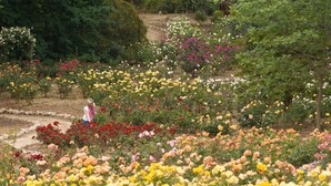 A garden with various flower beds and a person walking through it. - The Residence at Barossa Chateau (Lyndoch)