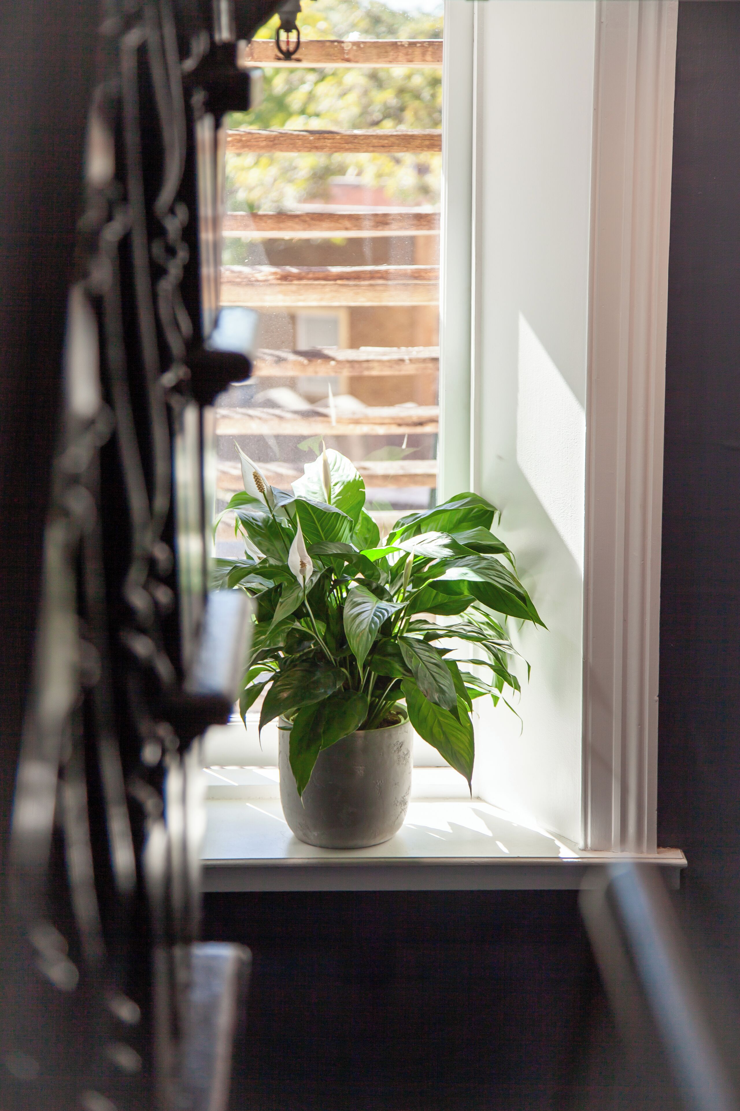 Una planta en maceta sobre el alféizar de una ventana, con vista a una valla de madera.