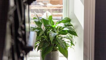 Una planta en maceta sobre el alféizar de una ventana, con vista a una valla de madera.