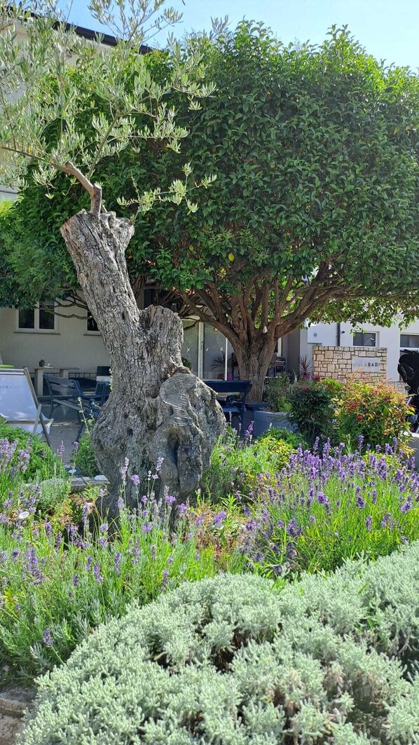 A garden with a large tree, lavender, and a stone bench. - Villa Badi (Umag)