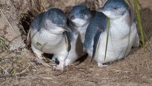Tres pingüinos en un nido rodeado de arena y poca vegetación.