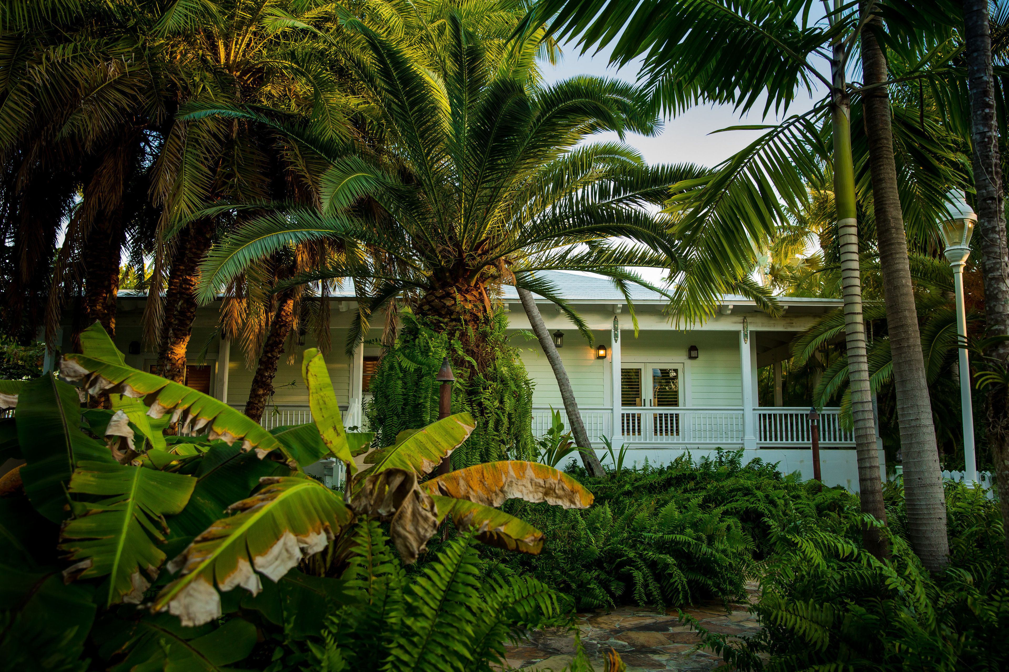 A house surrounded by lush tropical vegetation, including palm trees and ferns.