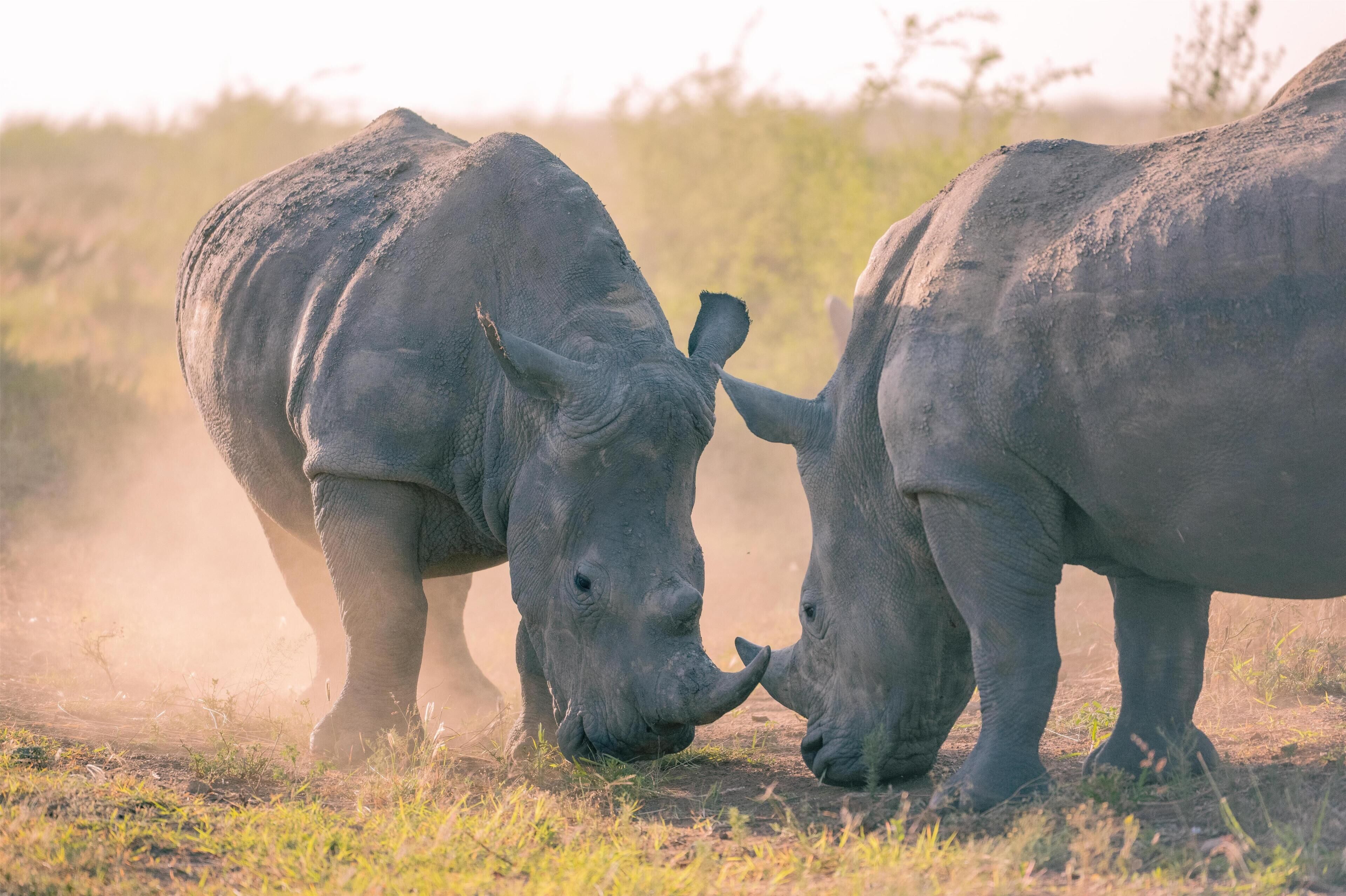 Two rhinoceroses in a natural setting.