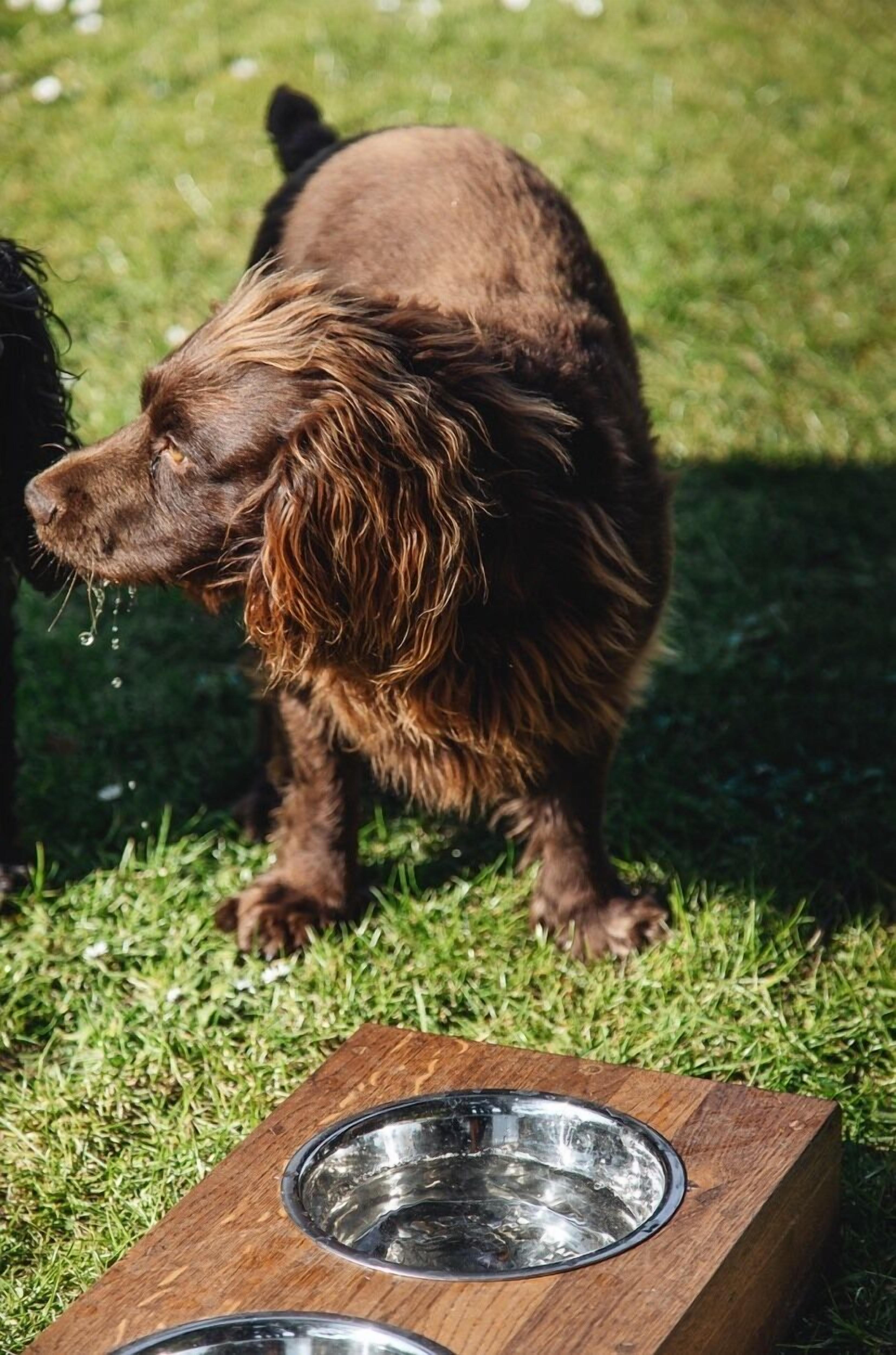 A dog standing on grass with a metal bowl in front of it.
