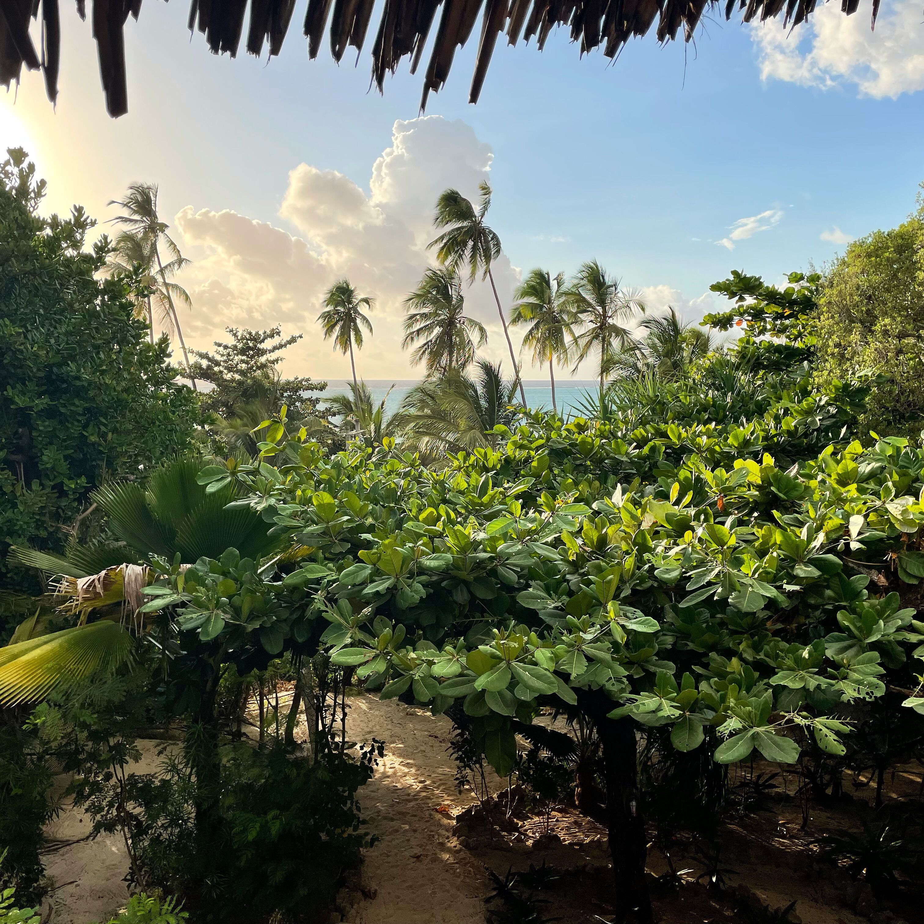 Ocean View Suite | View from room