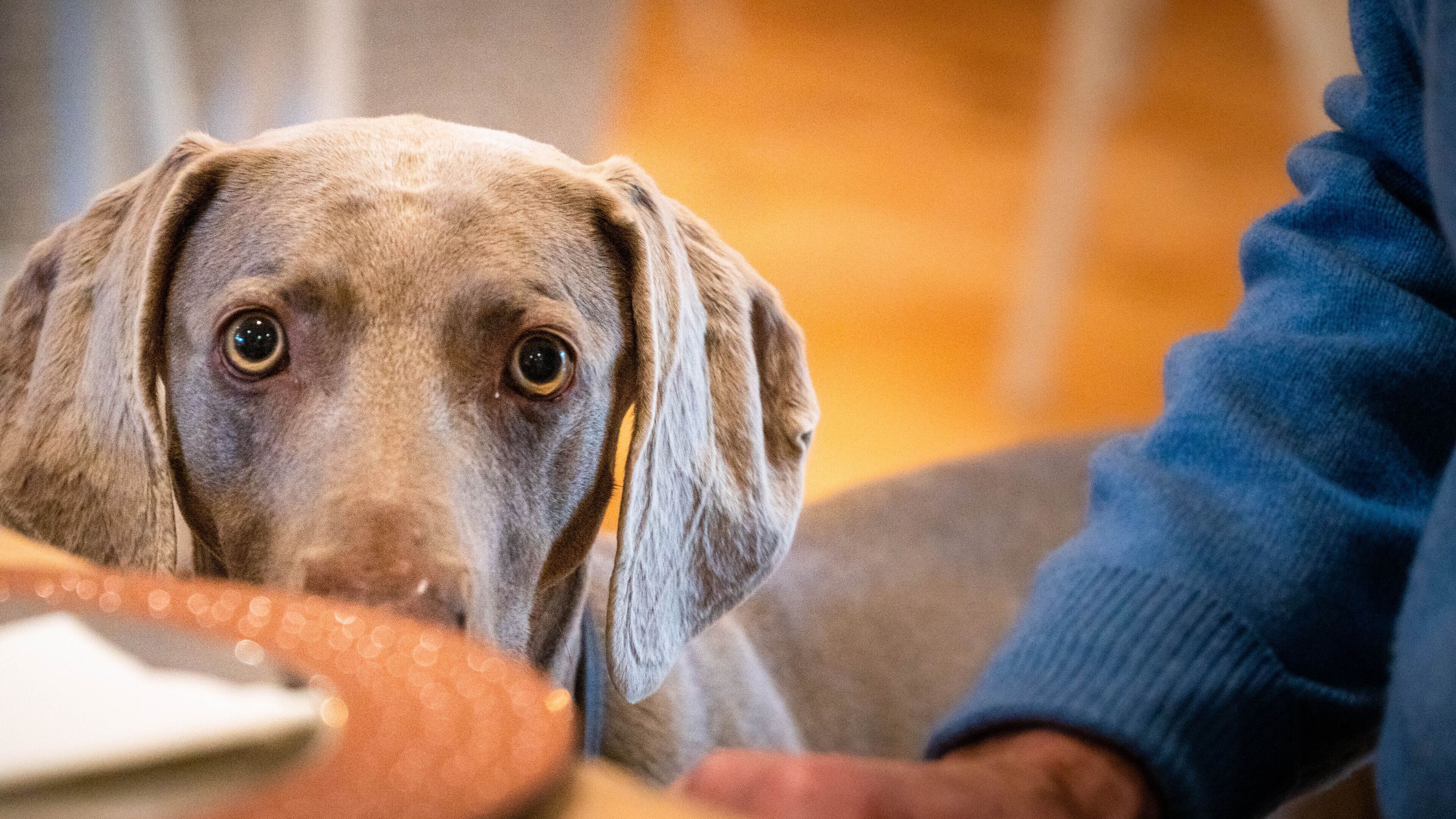 A close-up of a dog with a light brown coat, sitting on a couch with a blurred background.