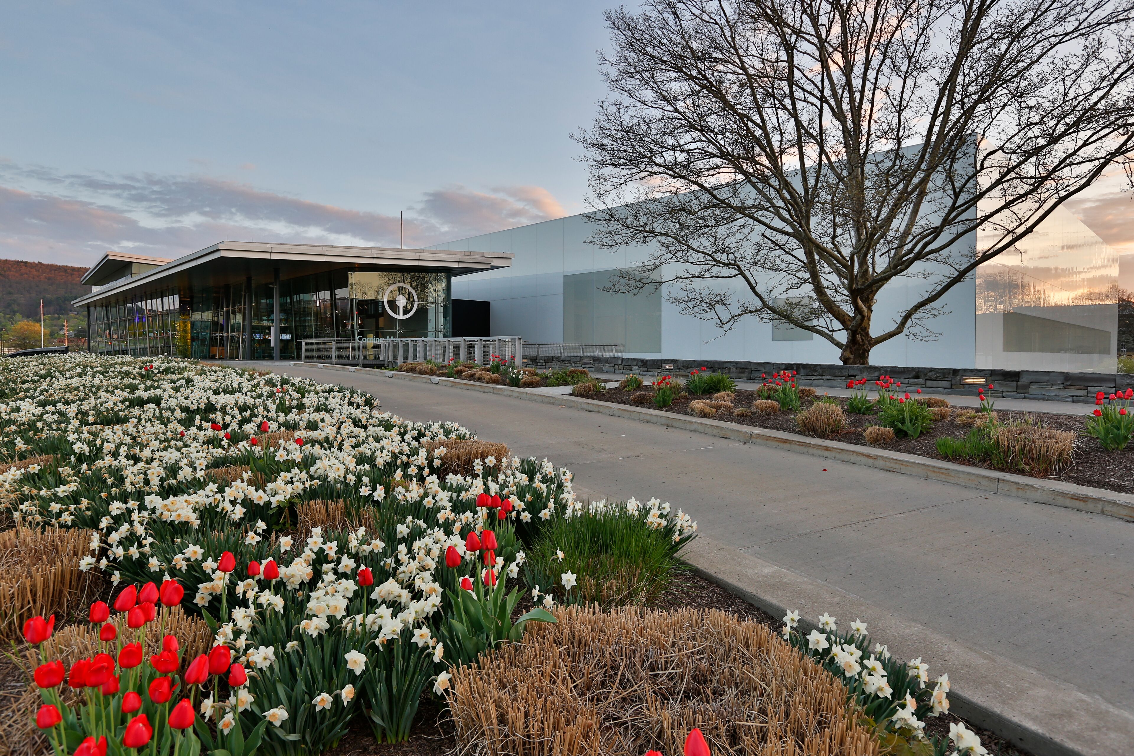 A modern building with a glass facade, surrounded by a well-maintained garden with white and red tulips, and a large tree in the foreground.
