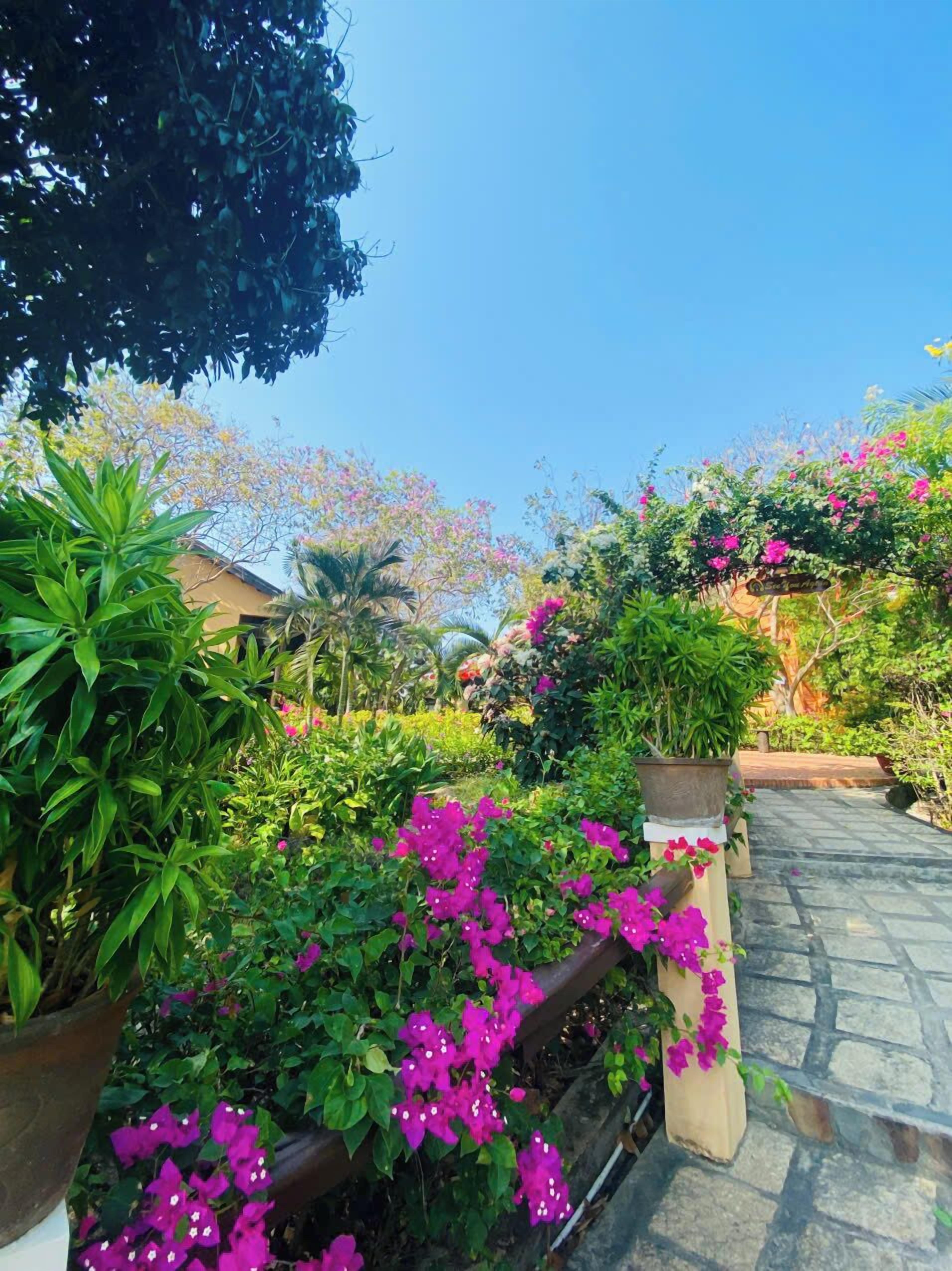 A garden pathway with potted plants and flowering shrubs.