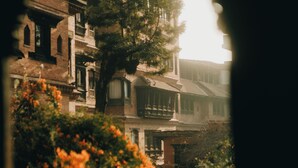 Vista a través de una ventana de un edificio de varios pisos, mostrando un árbol grande en primer plano y un balcón con barandillas.