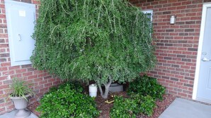 A brick building with a large, leafy tree in front. There are potted plants and a small garden area with mulch. - Affordable Suites Kannapolis (Kannapolis)