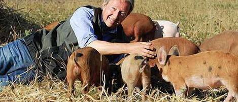 Una persona recostada en un campo, rodeada de animales, posiblemente cerdos.