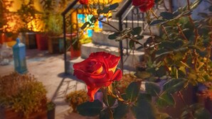 Una escalera con rosas rojas, un ventanal de vidrio emplumado lleno de color y plantas en macetas.