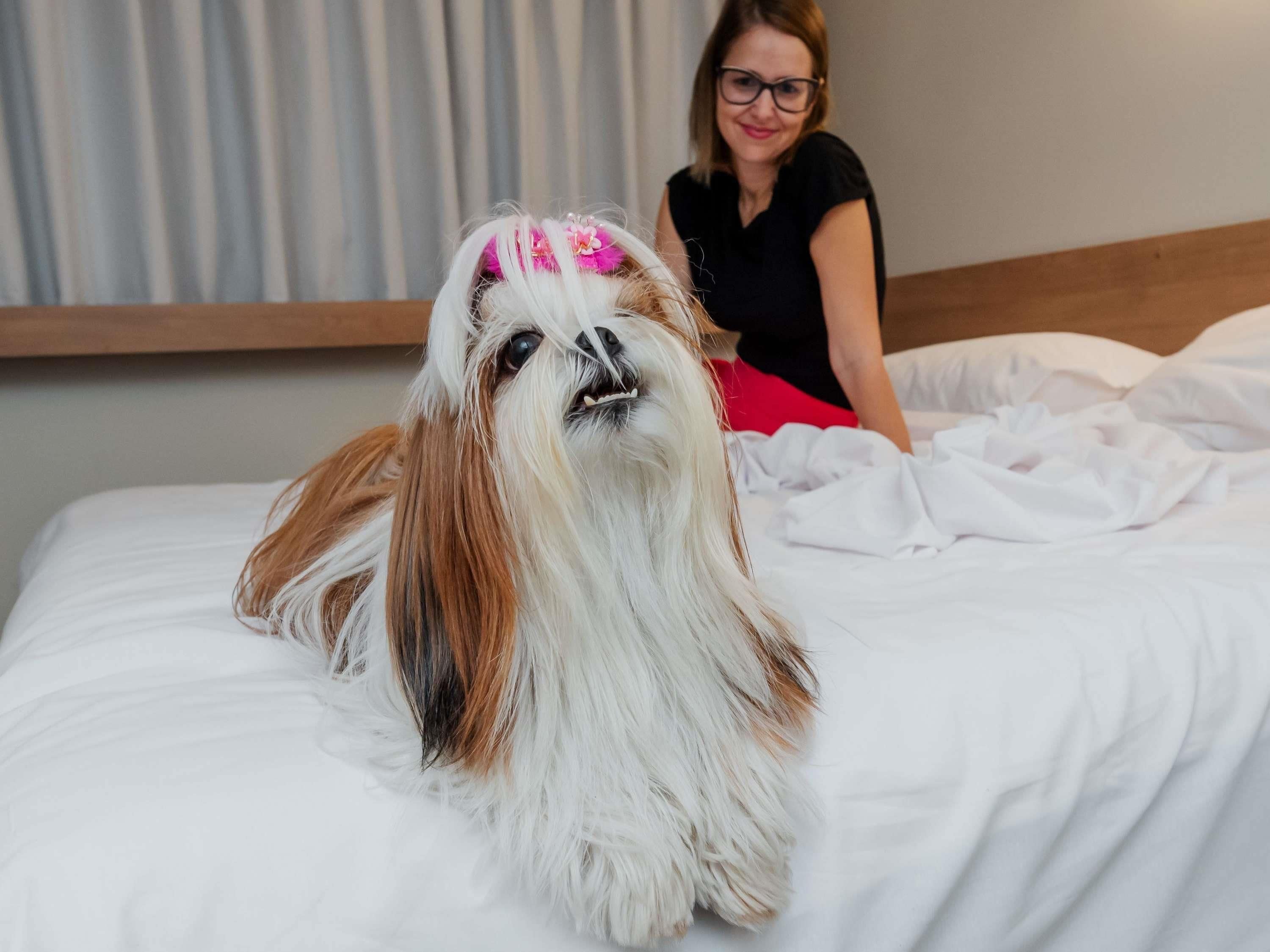 A dog lying on a bed with a person sitting behind it.