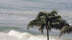 A beach with palm trees and waves.