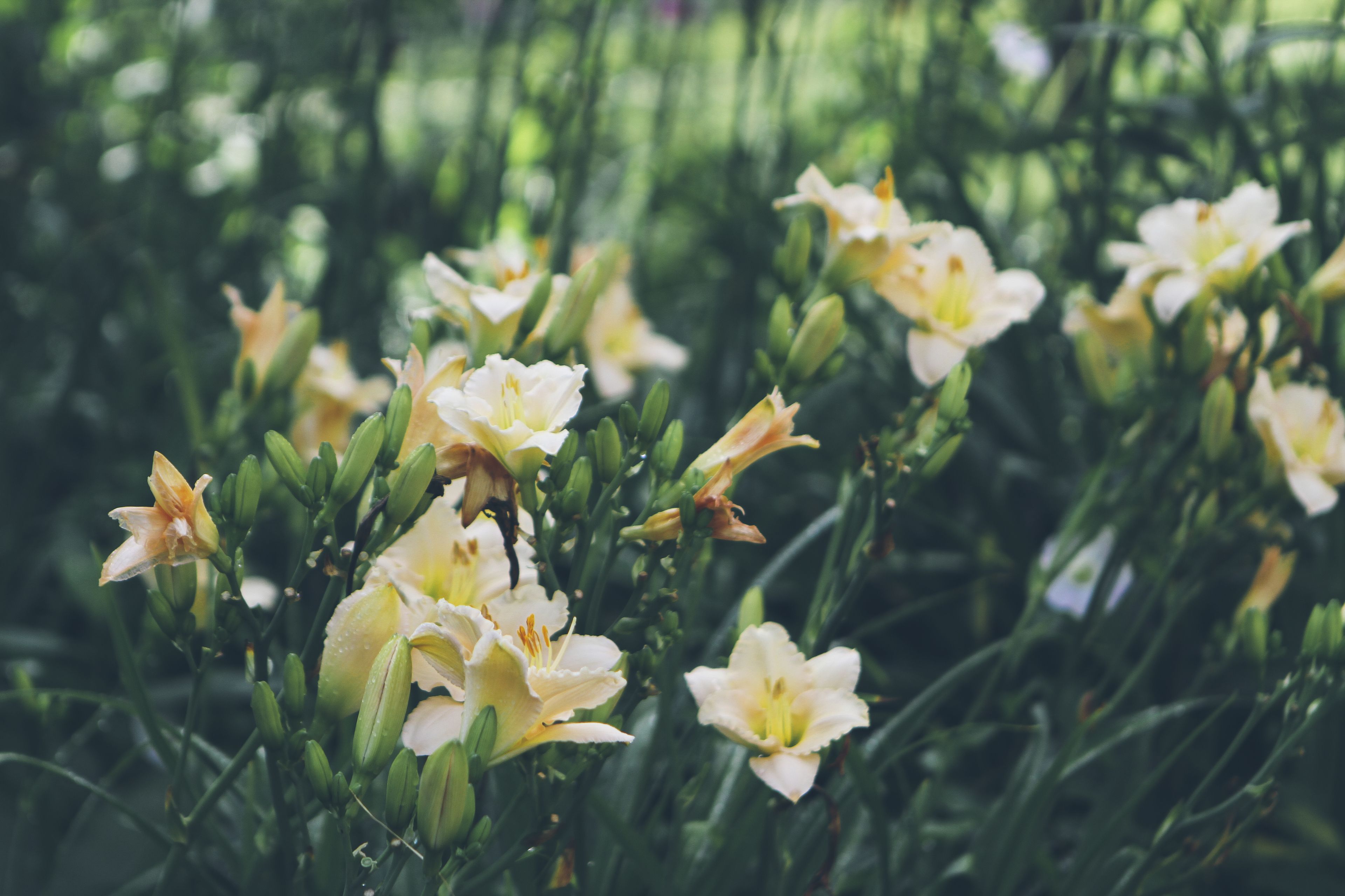 A garden with blooming white flowers and green foliage.