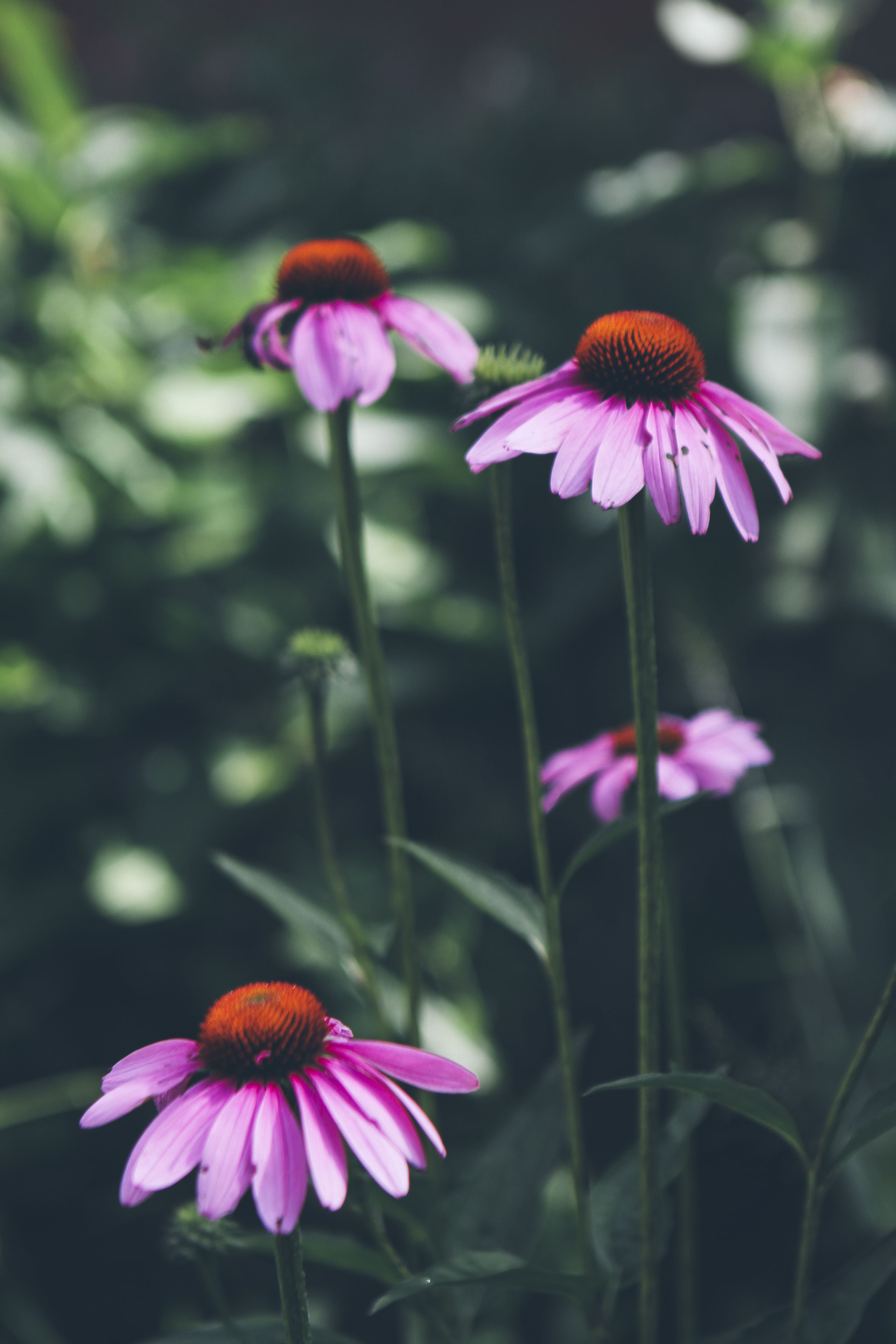 Three purple flowers with orange centers, set against a blurred green background.