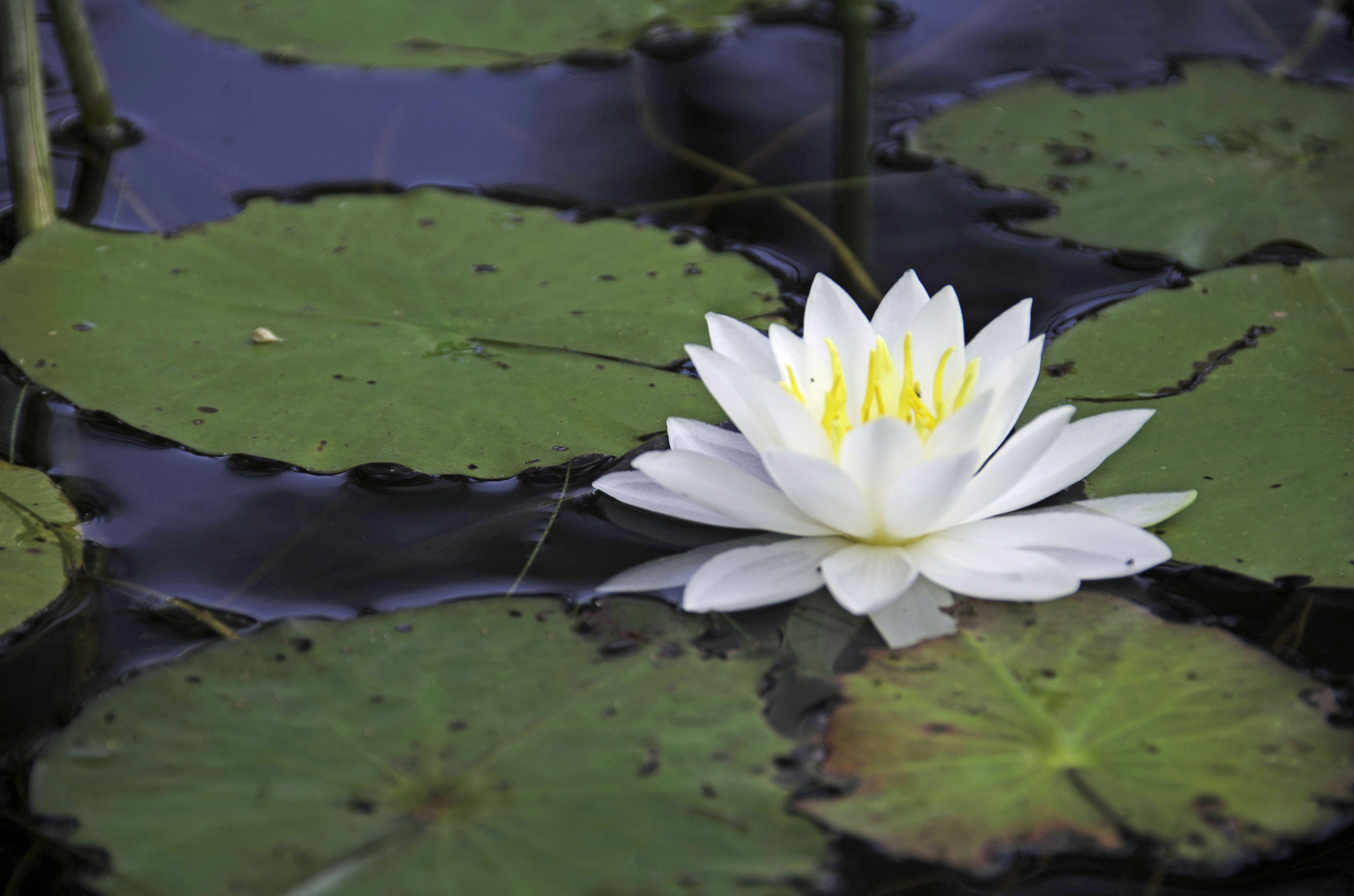 A white water lily with yellow stamens in a pond surrounded by green lily pads.