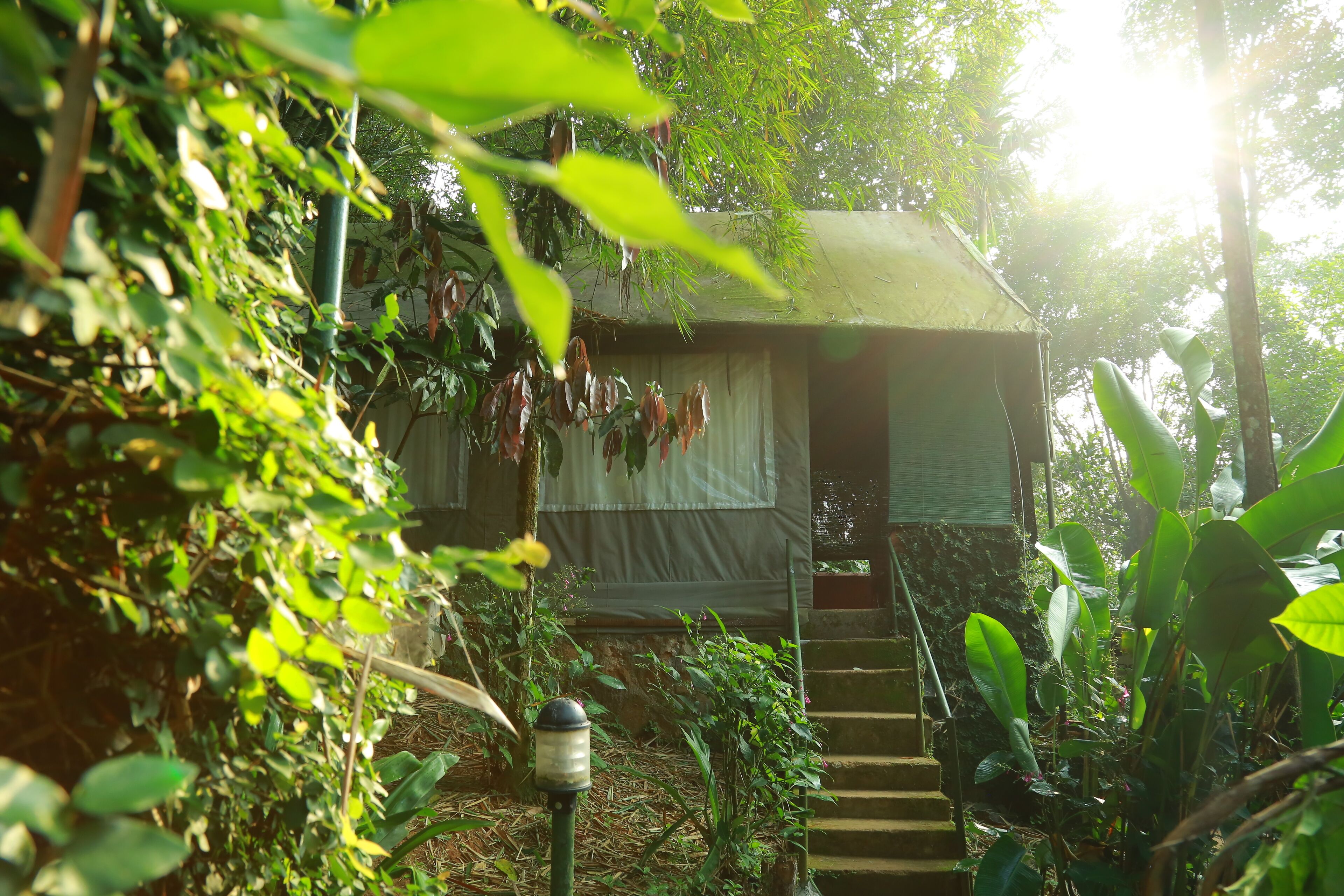 Uma cabana pequena e rústica rodeada por folhagem densa, com uma escadaria que leva à entrada.