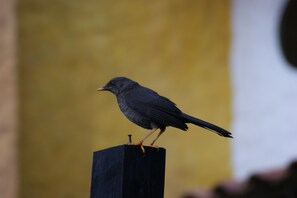 Ein Vogel sitzt auf einem Holzpfahl.