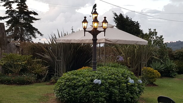 Ein Garten mit einer Lampe und einem Sonnenschirm, umgeben von verschiedenen Pflanzen und Bäumen.