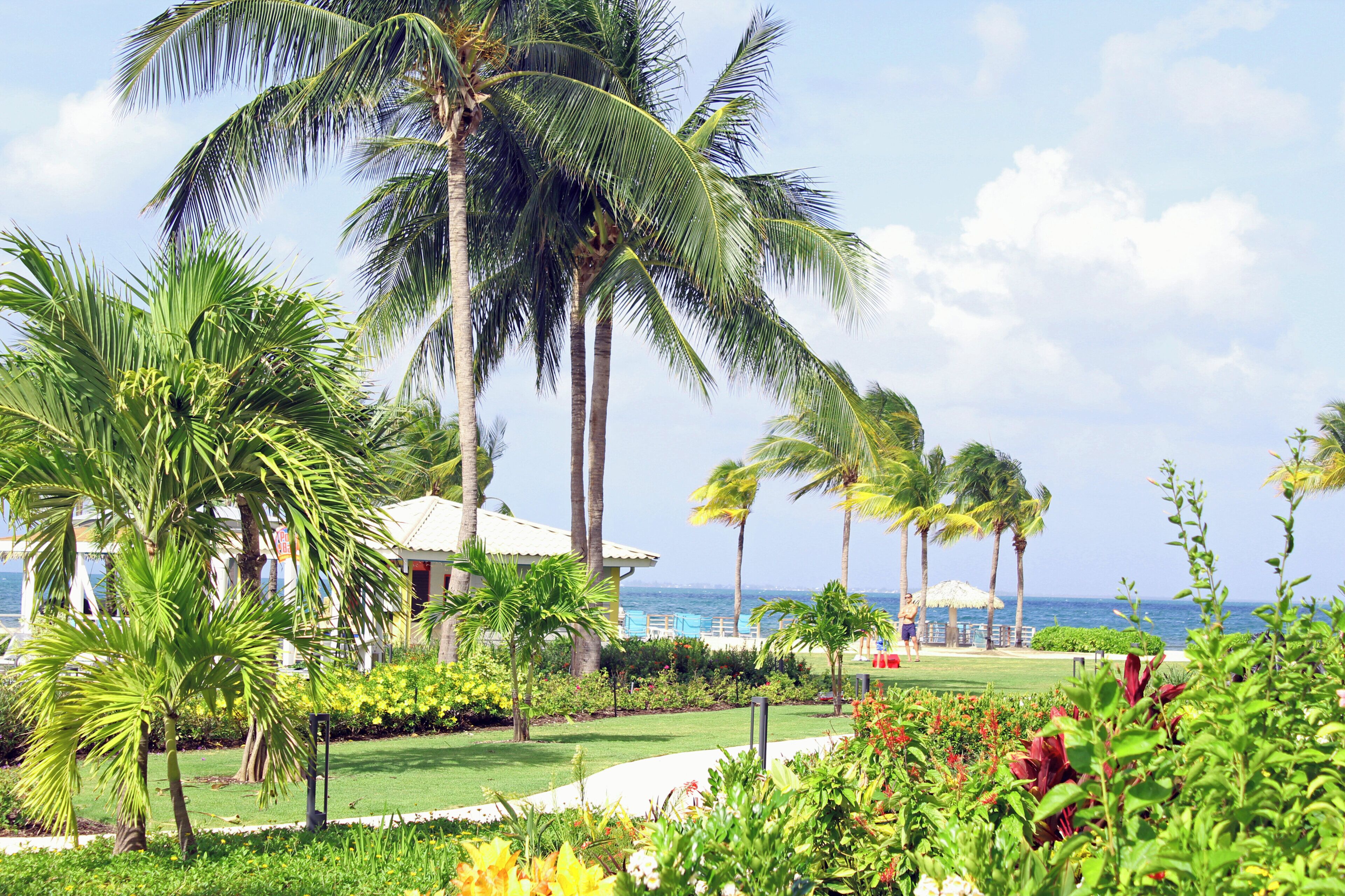 A tropical resort with palm trees, a pool, and a view of the ocean.
