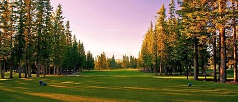 Un campo de golf con un camino despejado, rodeado de altos árboles y una zona verde bien cuidada.
