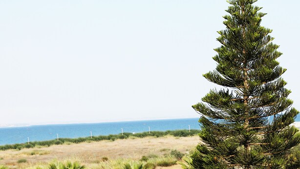 Un paisaje costero con un árbol de hoja perenne destacable y una playa arenosa.