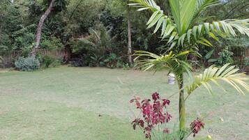 Un jardín exuberante con una variedad de plantas y árboles, incluyendo una palmera destacada.